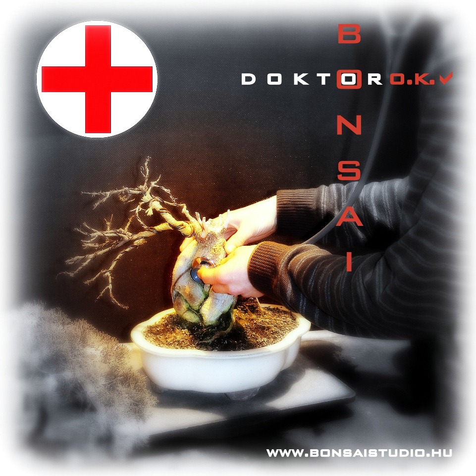 bonsai doktor gyógyitja a bonsai fát a marczika bonsai studióban érden